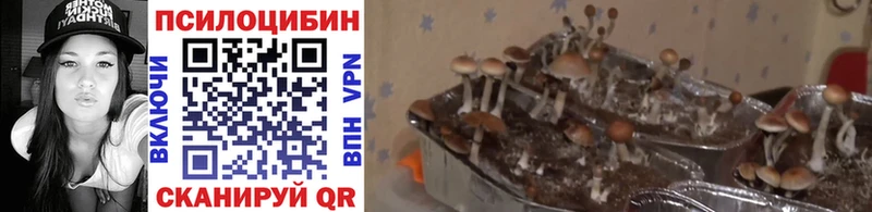 хочу наркоту  Почеп  Псилоцибиновые грибы Psilocybine cubensis 